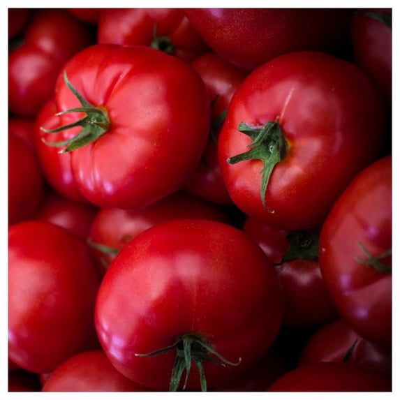 Everwilde Farms - 1 lb Moneymaker Heirloom Tomato Seeds - Gold Vault Bulk Seed Packet