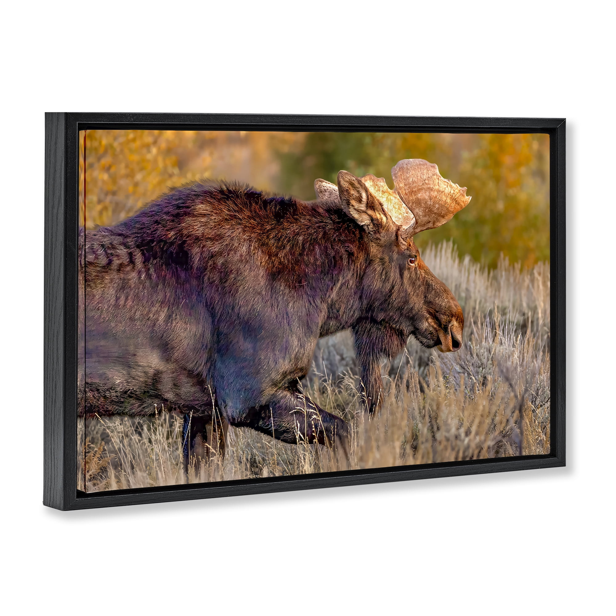 Stupell Industries Bull Moose At Dusk Black Framed Floater Canvas Wall Art, design by Shelley Carlisle