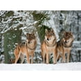 thumbnail image 2 of Anonymous 32x25 White Modern Wood Framed Museum Art Print Titled - Wolves in the snow, Germany, 2 of 4