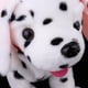 thumbnail image 3 of Control De Sonido Eléctrico Puppy Electric Plush Dog Toy Dancing \u0026 Dolls Hugo Juguete eléctrico para perros de felpa, 3 of 10