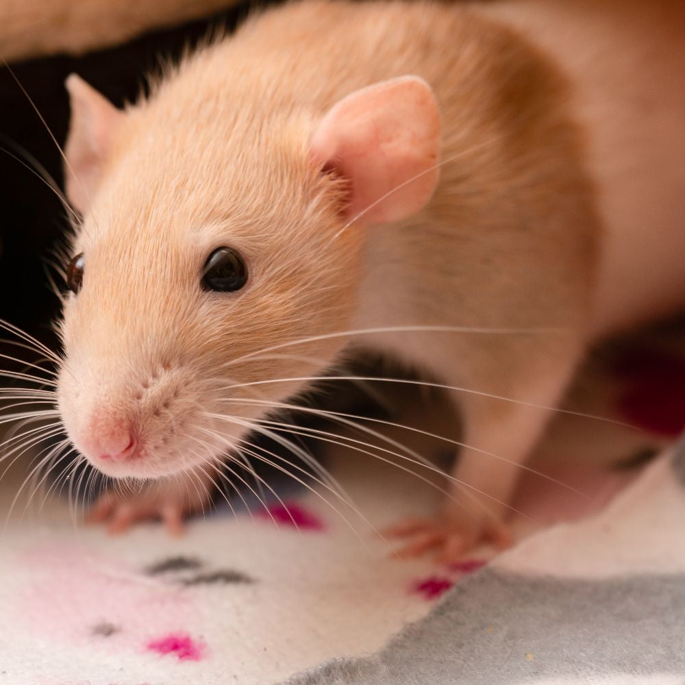 Sunseed Vita Sunscription Rat & Mouse Diet (2 Lbs) with Sunburst Veggie Garden Treats (5 Ounces) and Chews + MerlinsMart Zine