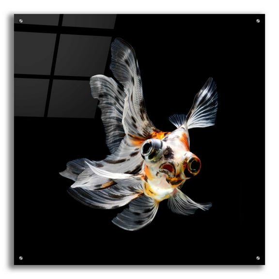 Epic Art 'You Did What' by Epic Portfolio Acrylic Glass Wall Art, 36"x36"