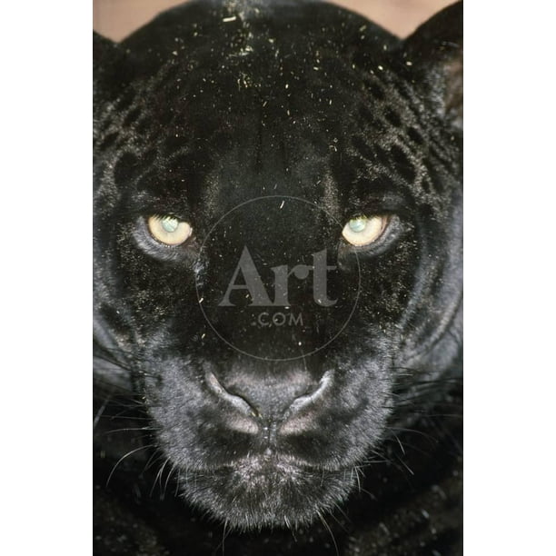 Black Jaguar, Animals Unframed Photographic Print Wall Art Sold by Art