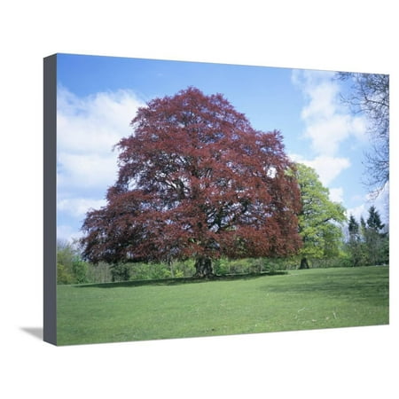 Copper Beech Tree - Copper Beech Tree, Croft Castle, Herefordshire, England, United Kingdom Stretched Canvas Print Wall Art By David Hunter