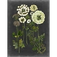 thumbnail image 2 of McCavitt, Naomi 25x32 Gold Ornate Wood Framed with Double Matting Museum Art Print Titled - Bookplate Floral II, 2 of 4