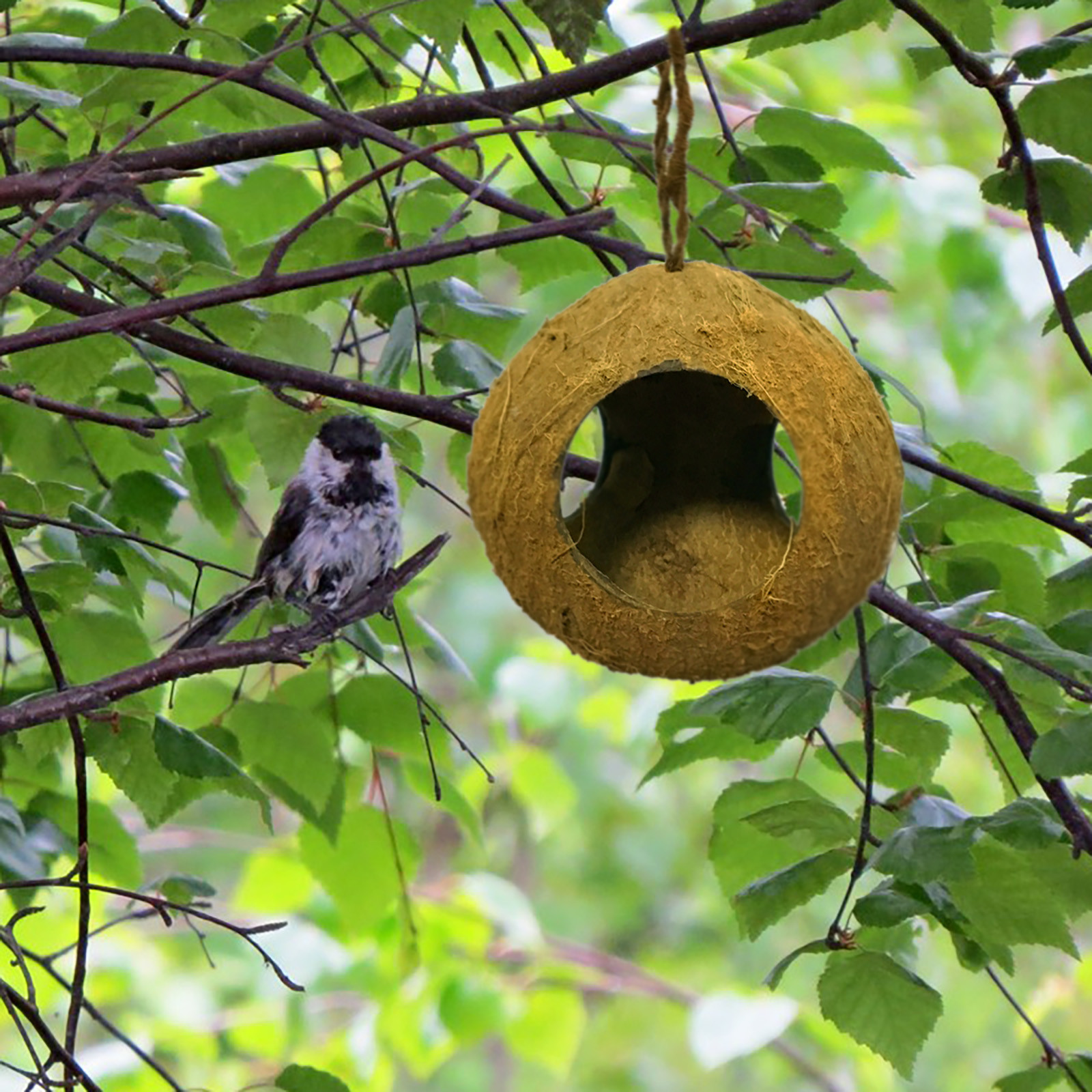 Halloween 2024 Natural Bird HouseNatural Parrot House Hummingbird House