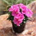 thumbnail image 3 of Altman Plants Pink Petunia Flowers Live Plants in 4" Pots (4 Count) Part Sun, 3 of 13
