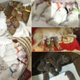 thumbnail image 4 of 15 Collares para cachorros recién nacidos Collares para cachorros de nailon Collares para cachorros ajustables, 4 of 5