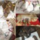 thumbnail image 4 of 15 Collares para cachorros recién nacidos - Collares para cachorros de nailon - Collares para cachorros ajustables MFZFUKR CPB-US-YY07-4, 4 of 5