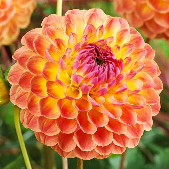 Lakeland Autumn Dahlia Flower Tubers - 3 Bulbs per Pack - Grow Live Flowers - Ready to Plant - Blooms All Summers - Grows Well in Containers - Good as Cut Flowers - Deer Resistant