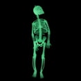 thumbnail image 4 of Deeceymbur Luminous Skull Skeleton Body Toy Scary Halloween Prop for Haunted House Decorations for Tricky and Spooky Halloween Party Setups White, 4 of 9