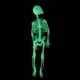 thumbnail image 4 of Xihbxyly Juguete de Esqueleto Luminoso, Cuerpo de Calavera Brillante, Diseño de Extremidades Móviles, Decoración Aterradora de Halloween, Accesorio de Fiesta Espeluznante, Perfecto para Cosplay, Tama, 4 of 7