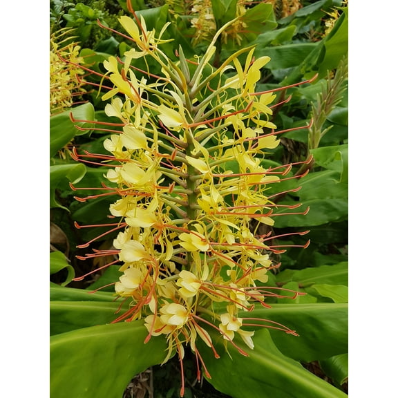 Yellow Kahili Hedychium Gardnerianum Ginger Live Plants 5 Count, Root Rhizomes