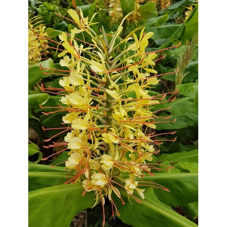 Yellow Kahili Hedychium Gardnerianum Ginger Live Plants 5 Count, Root Rhizomes
