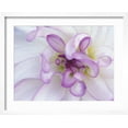 thumbnail image 2 of Art.com Purple Flower Photographic Print by Michele Westmorland, White Frame Wall Art, 21" x 17", 2 of 5