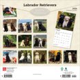thumbnail image 2 of Labrador Retrievers | 2026 12x24" (Hanging) Square Wall Calendar | Plastic-Free, 2 of 9