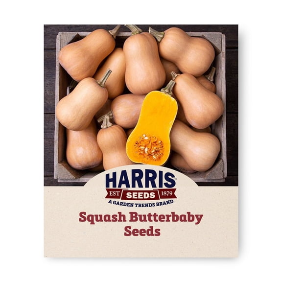 Harris Seeds Butterbaby F1 Mini Butternut Squash, Treated Hybrid Winter Squash Variety, 25 Count