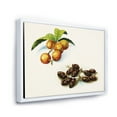 thumbnail image 3 of Designart 'Ancient Fruits IV' Farmhouse Framed Canvas Wall Art Print, 3 of 5