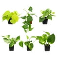 thumbnail image 2 of Plentiful Pothos & Philodendron Plants (6-pack) - Easy Live House Plant Care - 2in. Grow Pots - Filtered Sun - Element by Altman Plants, 2 of 9