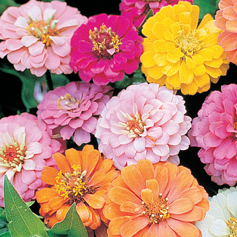 Ferry-Morse 400MG Zinnia Semi Dwarf Pumila Mixed Colors Annual