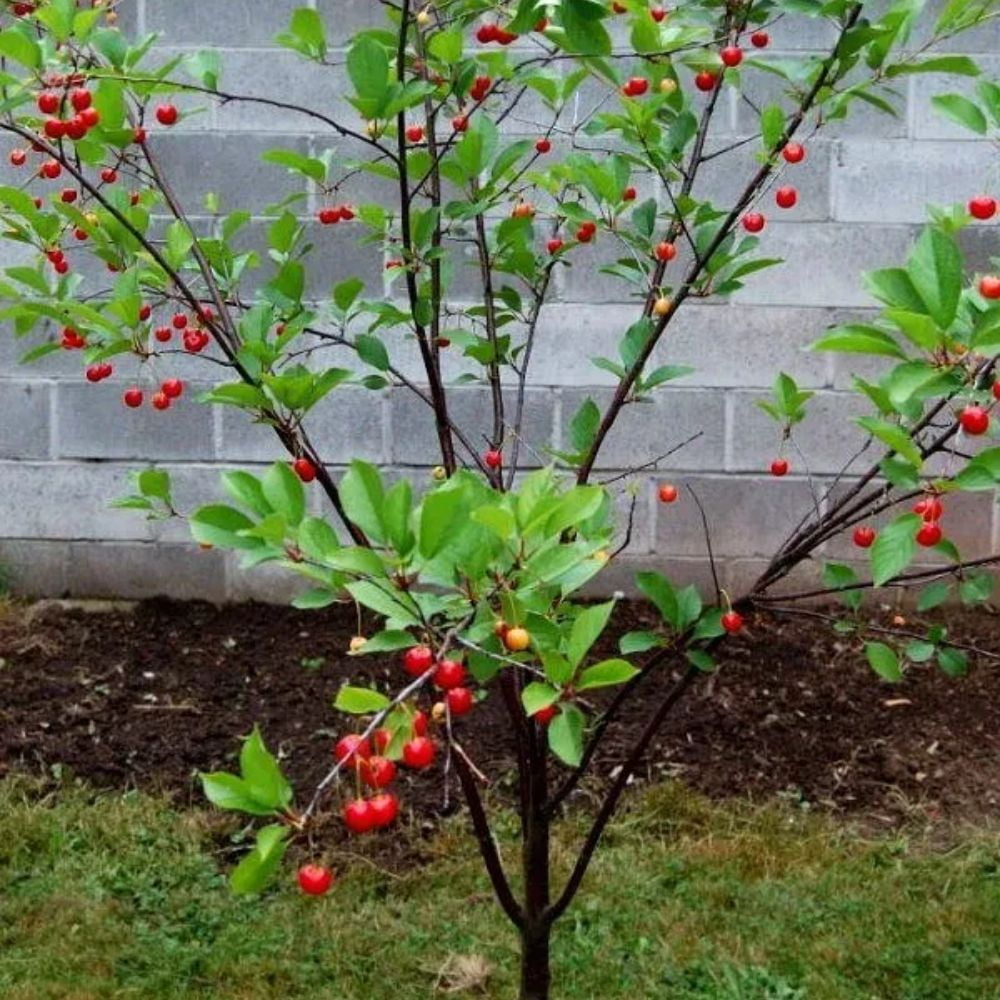 Expert Gardener 3-4 ft tall Montmorency Fruiting Cherry Live Tree in 7-Gallon Grower Pot