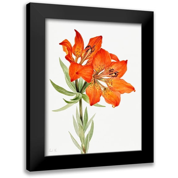 Walcott, Mary Vaux 12x14 Black Modern Framed Museum Art Print Titled - Red Lily-1923