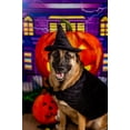 thumbnail image 6 of Midlee Halloween Witch Cape and Hat Dog Costume (XX-Large), 6 of 7