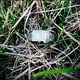 thumbnail image 5 of Dinheiro Anillo de acero inoxidable antigua 4 bestia guardiana, dragón, tigre blanco, suzaku, talla de basalto, 5 of 5