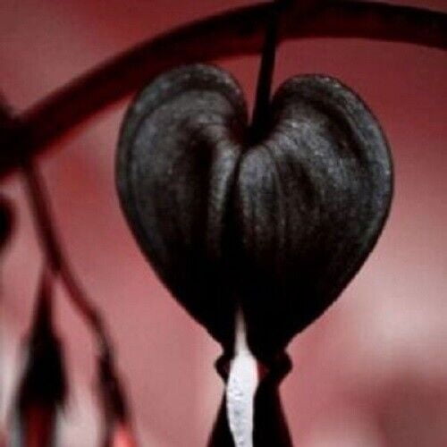 25 Black Bleeding Heart Seeds – Shade Loving Perennial Flower – Cottage Woodland Garden Plant