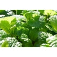 thumbnail image 4 of Lemon Mint Seeds/ Annual/ Full Sun/ 19K Seeds 1/4 oz/ Zellajake Farm and Garden - B65, 4 of 5