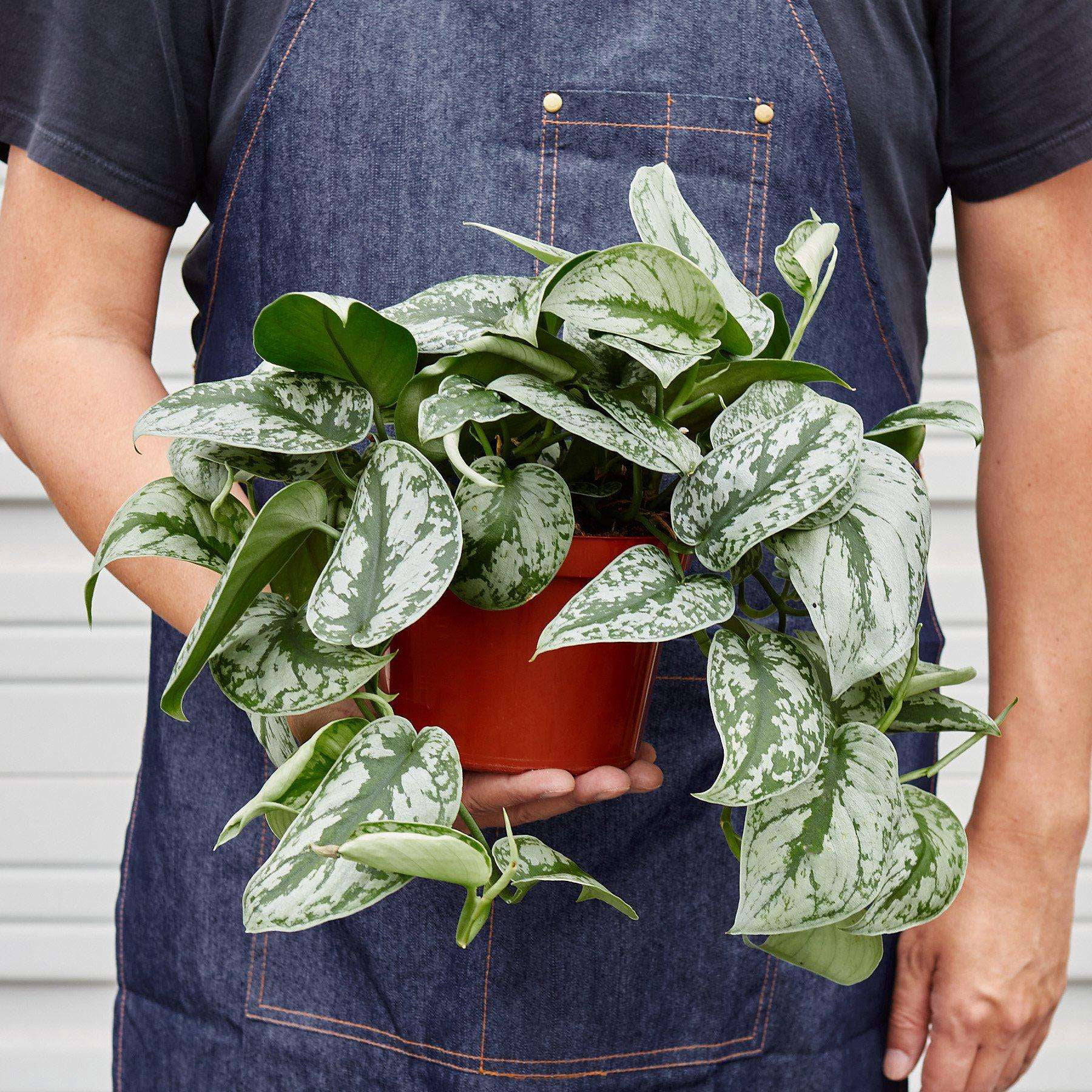 Pothos Silver Splash Live Plant for Indoor | Different Houseplants in 4'' & 6'' Pot | Real House Plant for Living Room, Office, Desk & Bathroom | Large-Leaf Pothos Picta | Exotica