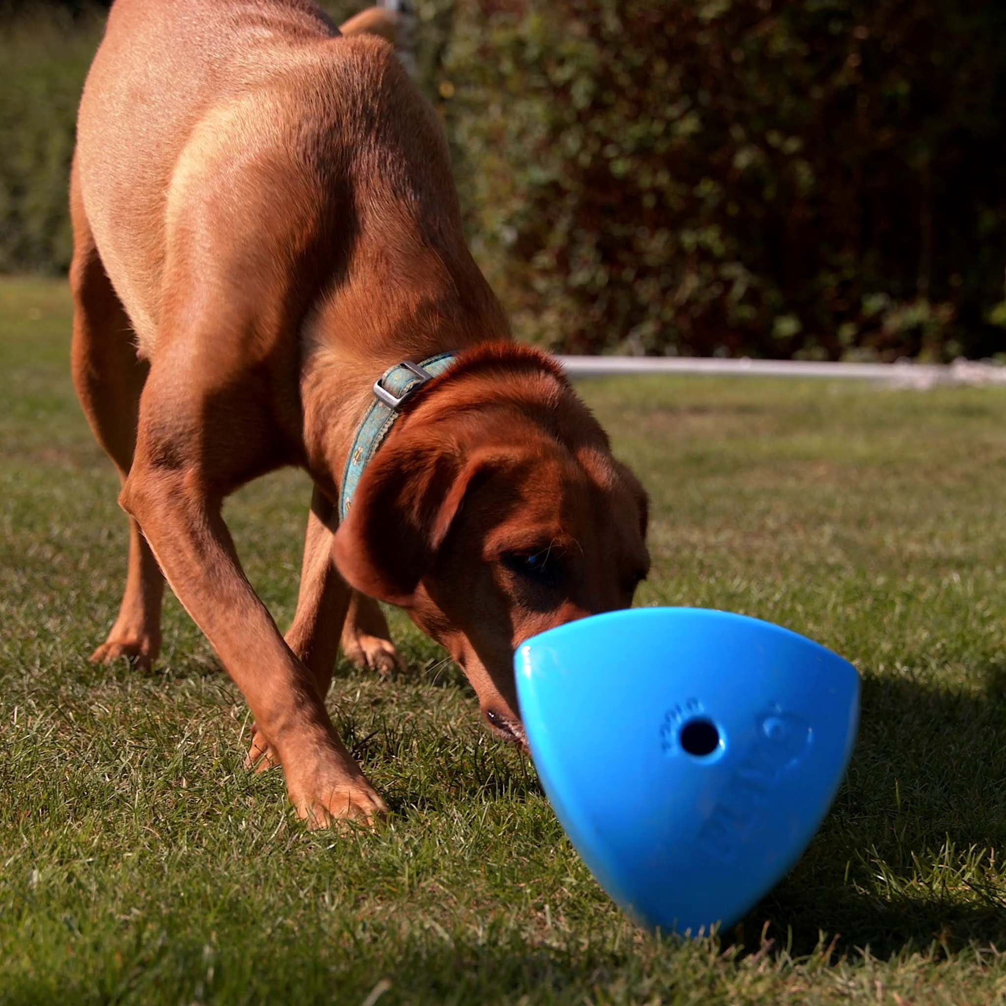 Roolo Enrichment Bopping Ball Interactive Treat Dispensing Dog Toy for Mental Stimulation