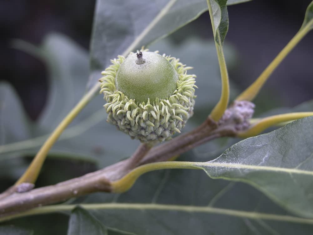 Bur Oak Tree Seeds for Planting 5 Big Healthy Seeds Bur Oak is