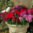 Seeds Verbena Drawf Mix MMF7 Flower Annual Garden Flowers for Planting