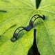 thumbnail image 4 of Bearachild Clip de soporte de tallo de planta de PP de 200 piezas, reemplazo portátil, anillo de cultivo de jardinería antioxidante de Jardín y Patio Verde, 4 of 6