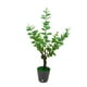 thumbnail image 2 of Luces LED de ramitas - Luz nocturna blanca cálida alimentada por USB • 30 LED • IP44 impermeable • Decoración artificial para plantas de 45-50cm, 2 of 7