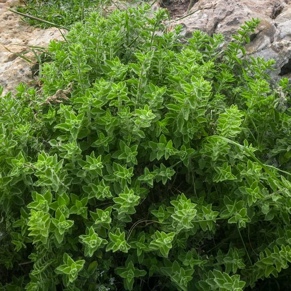 Oregano Seeds - Drought Tolerant Greek Oregano Herb Xeriscape Herb Garden Plants - 10000 Seeds