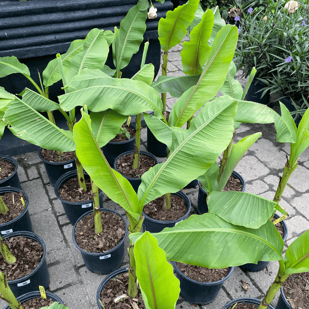Banana Plant Live Plants, Tropical Green Foliage for Patio, Garden, or Indoor Spaces