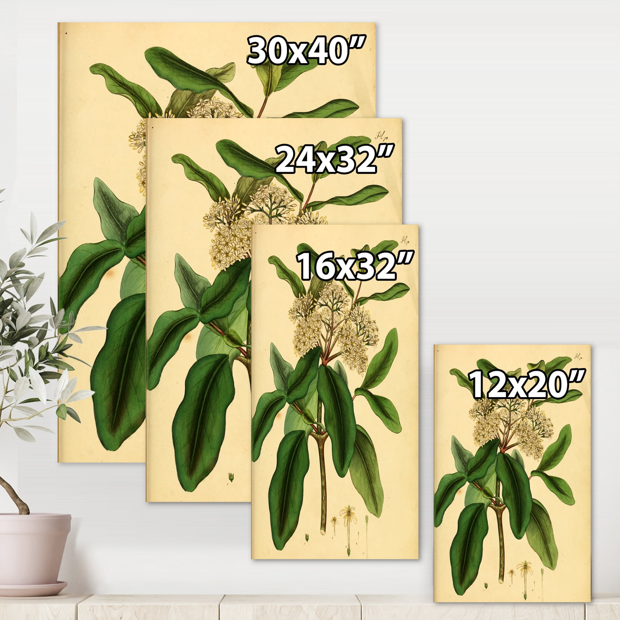 Designart ' Ancient Plant Life I ' Traditional Canvas Wall Art Print