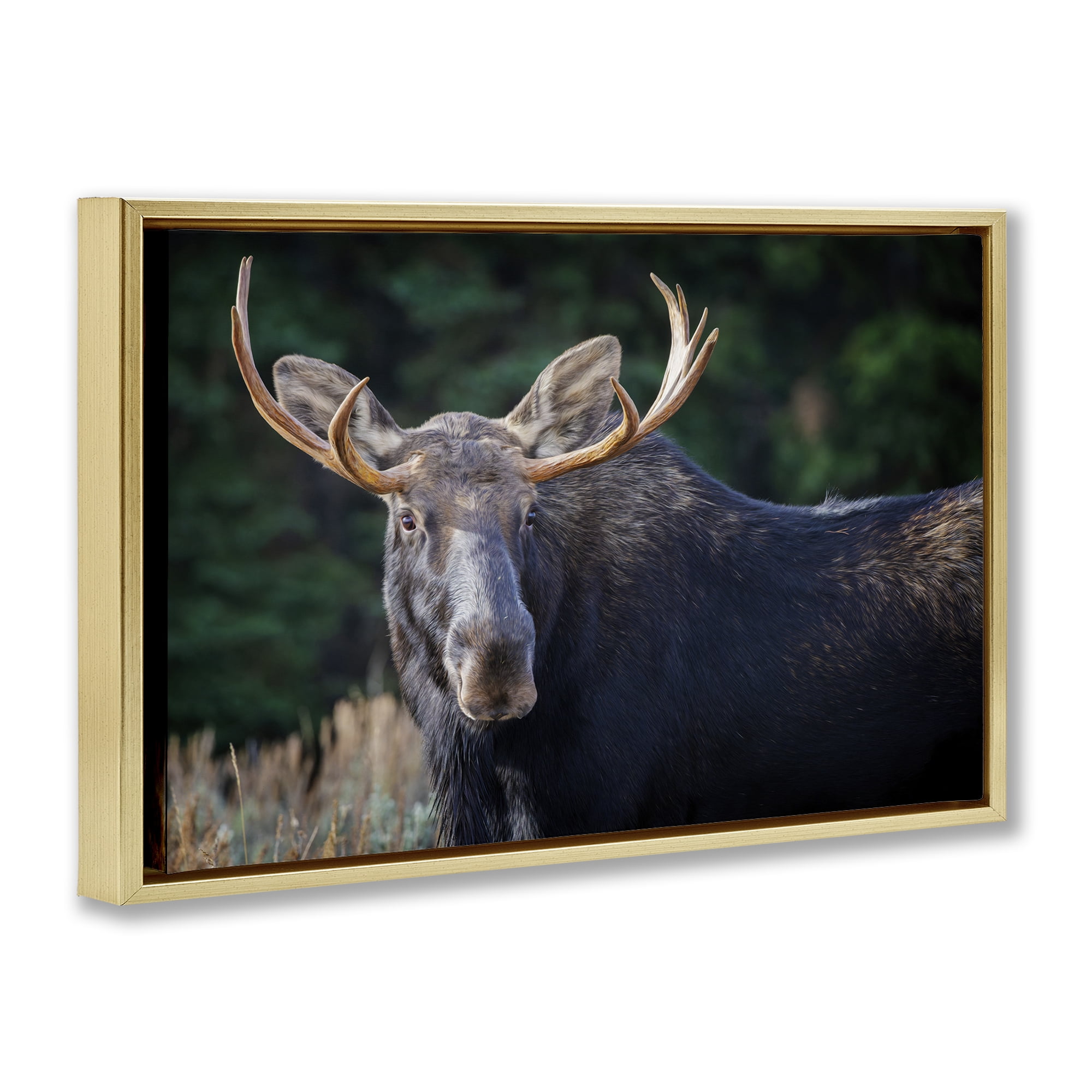 Stupell Industries Stoic Elk Portrait Animals Photography Gold Floater Framed Canvas Art Print Wall Art, 25 x 17
