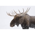 thumbnail image 2 of An elk (Cervus canadensis) with snow on it's fur Poster Print (18 x 12), 2 of 2