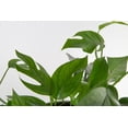 thumbnail image 4 of Costa Farms 8" Tall Baltic Blue Pothos, Medium Indirect Sunlight, Indoor Live House Plants, 4 of 9