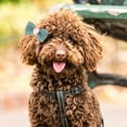 thumbnail image 4 of Supvox 10Pcs Dog Hair Clips Bowknot Design Pet Hair Accessories for Decoration Assorted Colors, 4 of 5