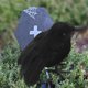 thumbnail image 3 of 1/3/6 Pluma Animal Modelo Simulación Cuervo Negro Pájaro Negro Cuervo Prop Adornos, 3 of 5