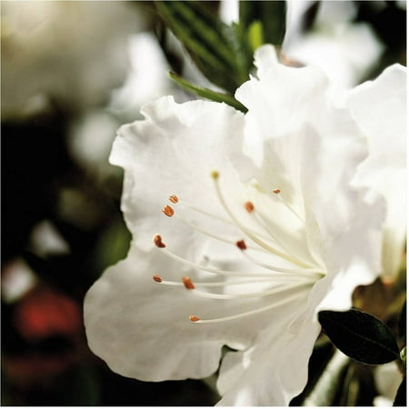 - Encore Azalea Autumn Angel | White Blooms - Live Evergreen Shrub