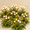 Warm White-8 Pack, variant on Warm White 6 Pack Solar Garden Lights Outdoor 48 LED Firefly Waterproof Yard Patio Pathway Decor