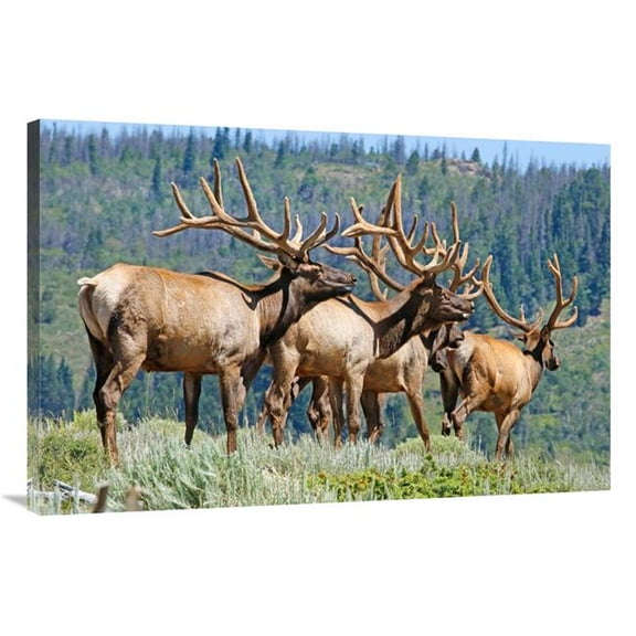 40 in. Elk Art Print - Vic Schendel
