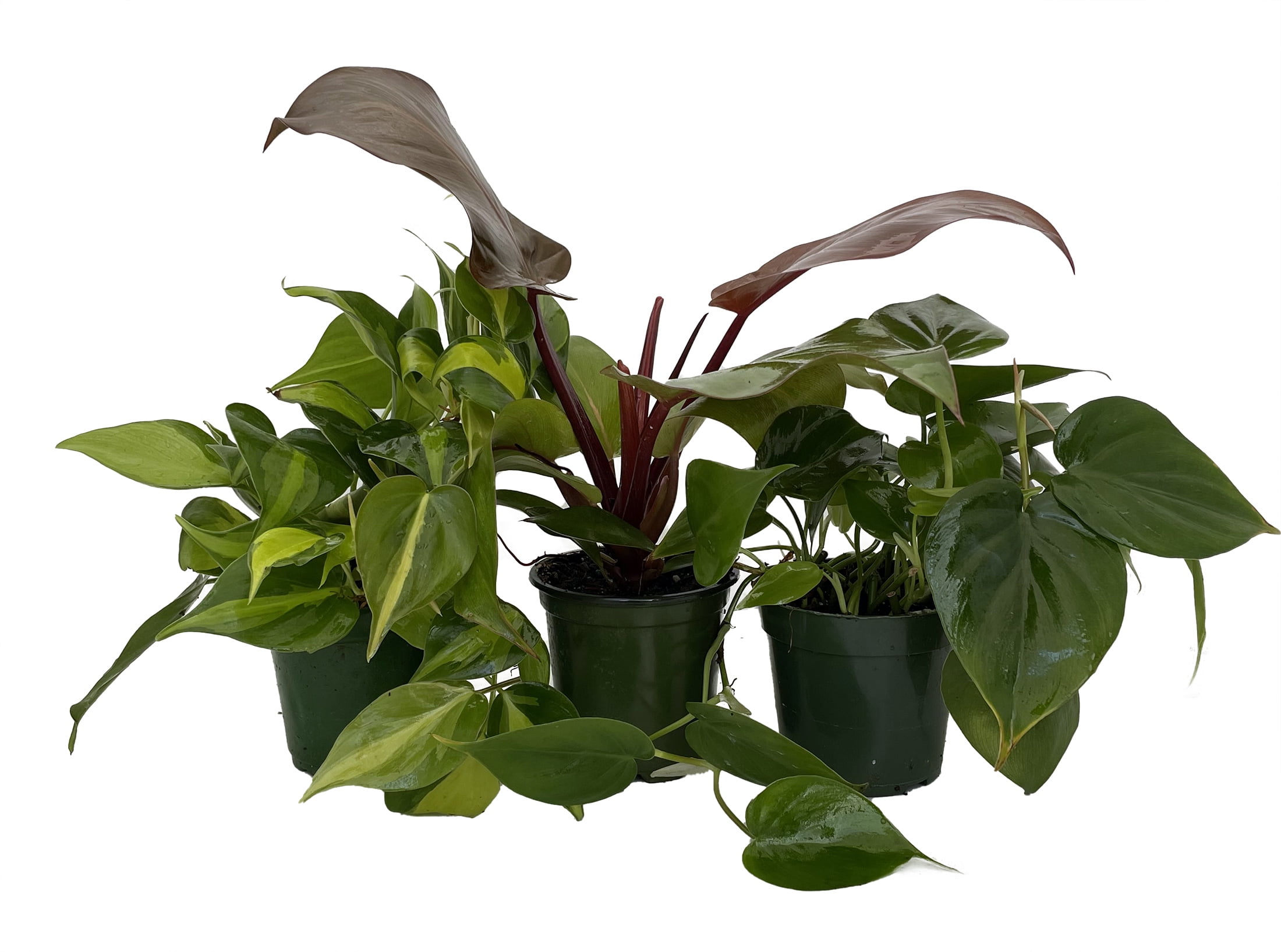 Deja Vu Philodendron - 6" Pot - Walmart.com
