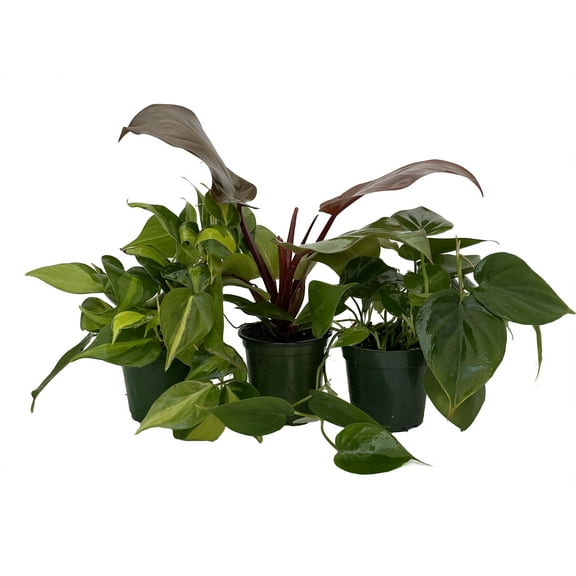 Philodendron Assortment - 3 Pack in 4" Pots