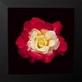 thumbnail image 2 of Peterson, Lee 12x12 Black Modern Framed Museum Art Print Titled - Red and White Rose, 2 of 5